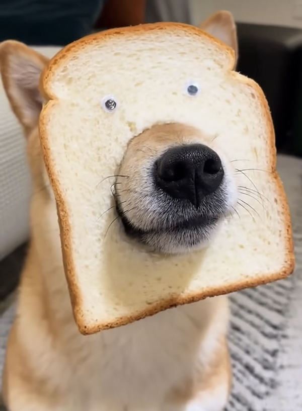 Dog with Toast